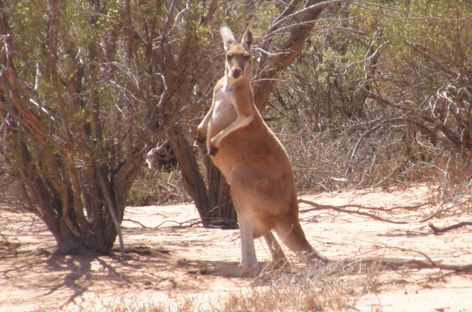 red kangaroo - male