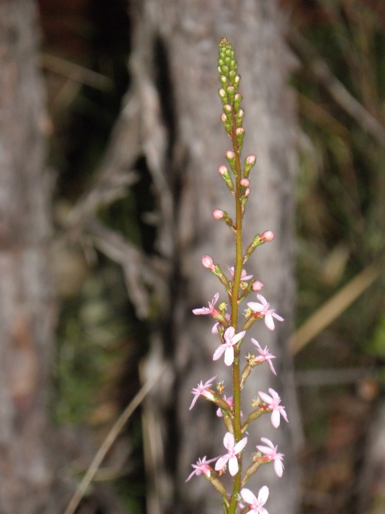 Trigger-plant at Girraween NP. The proboscis of a bee or other visiting insect causes the stigma to zap forwards onto the insects back to collect pollen