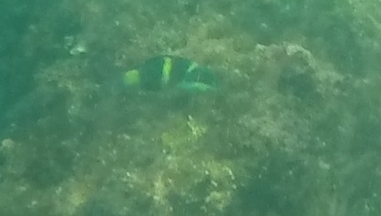 fish Cook Island