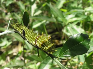orchardswallowtail-caterpillar