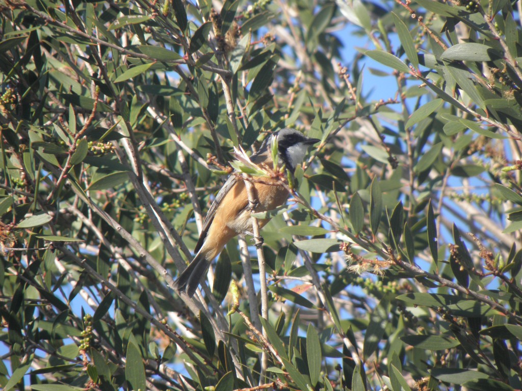 A rufous whistler seeking insects from foliage and bark