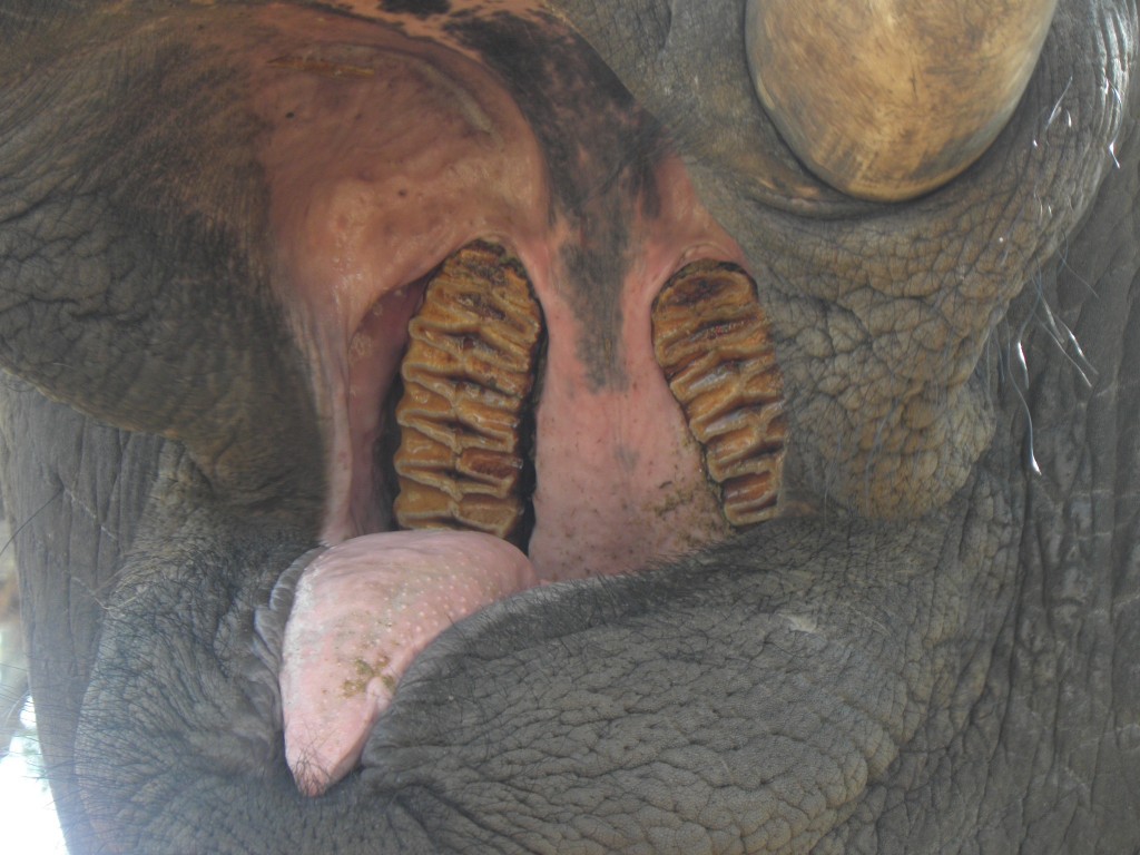 Tempo shows us his molars and tongue. The tongue is not very flexible: all manoeuvring of food must be done with the trunk tip