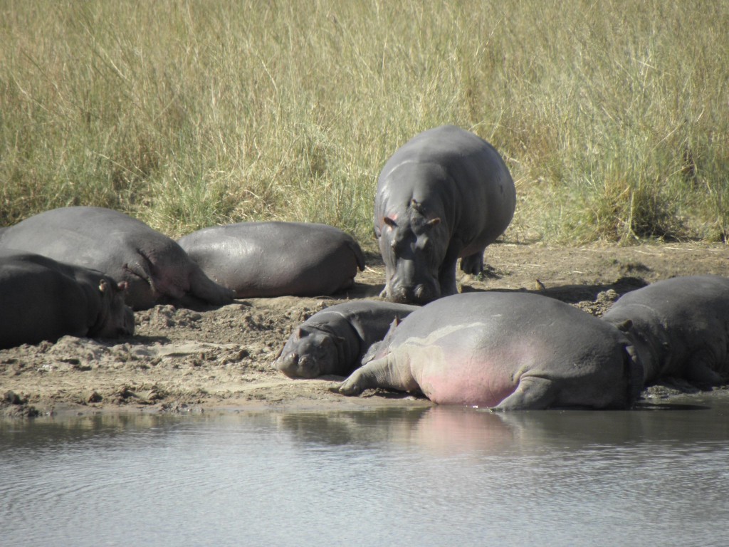 Hippos basking: they don't feed in the water, or during the day, but come out onto the grassy plain at night to graze