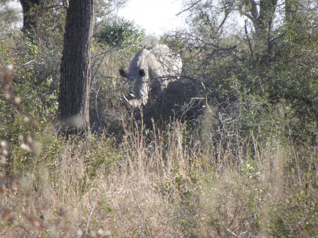 White rhino near Skukuza: I hop he continues to evade any poachers.  There are signs up in public places here asking people to report any suspicious activity that could lead to arrests. Some poachers have been apprehended after tourists raised alarms