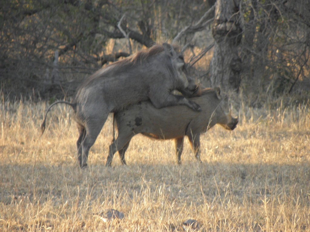 A pir of amorous warthogs just after dawn