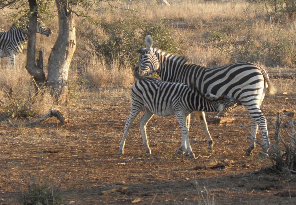 Zebra suckling  