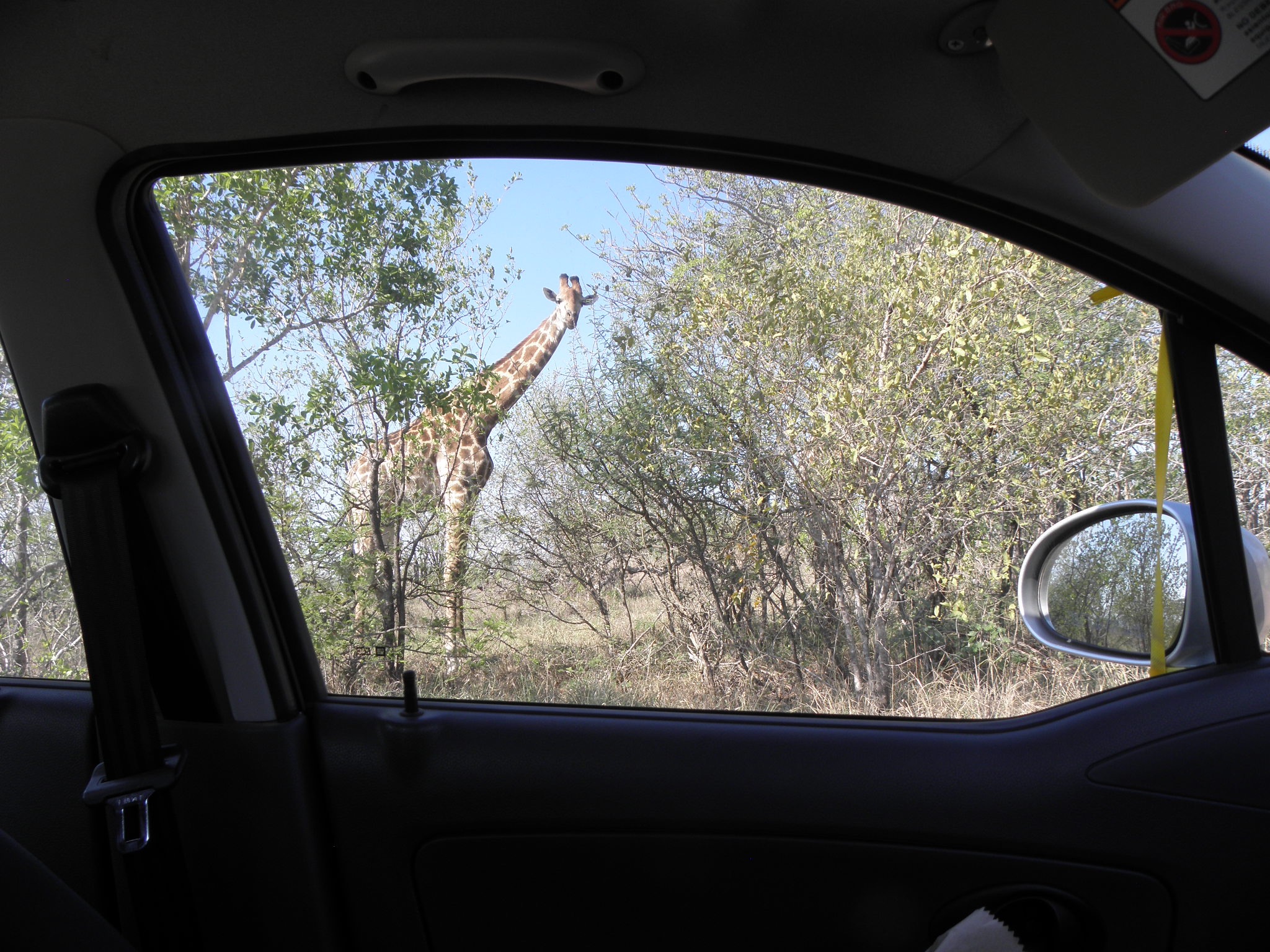 giraffe through window