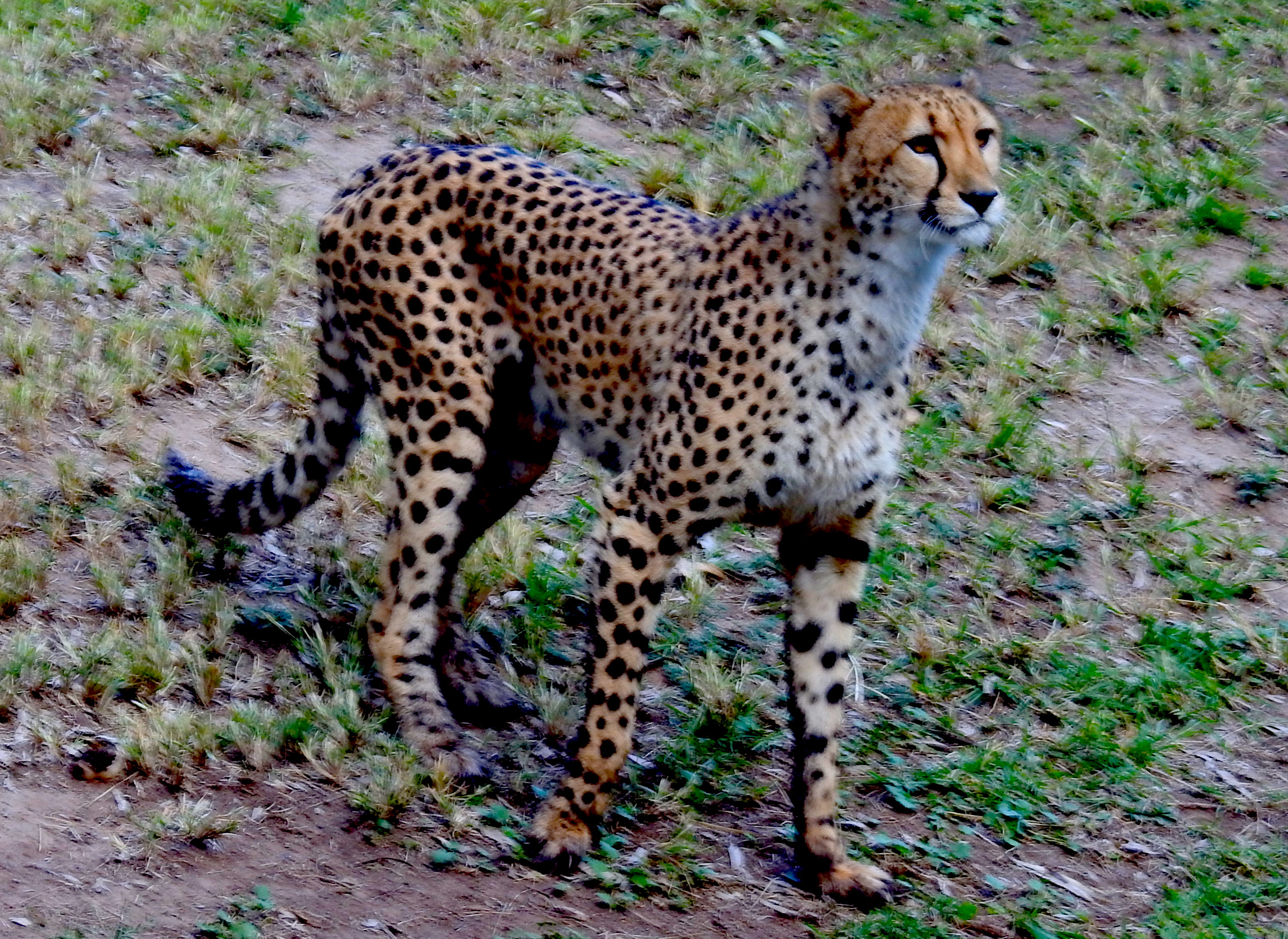 CheetahWPZ