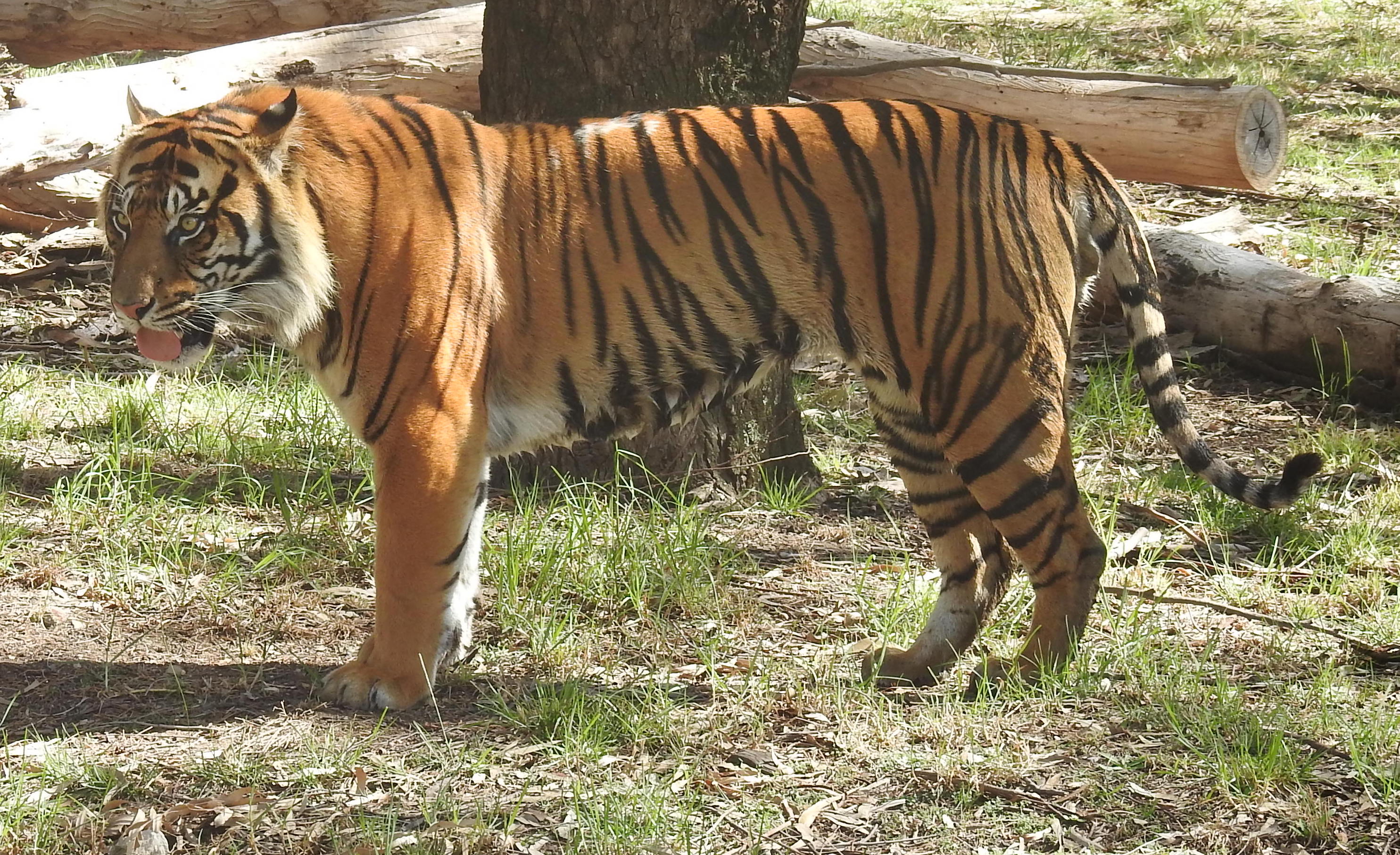 Tiger-WPZoo