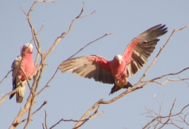 galah